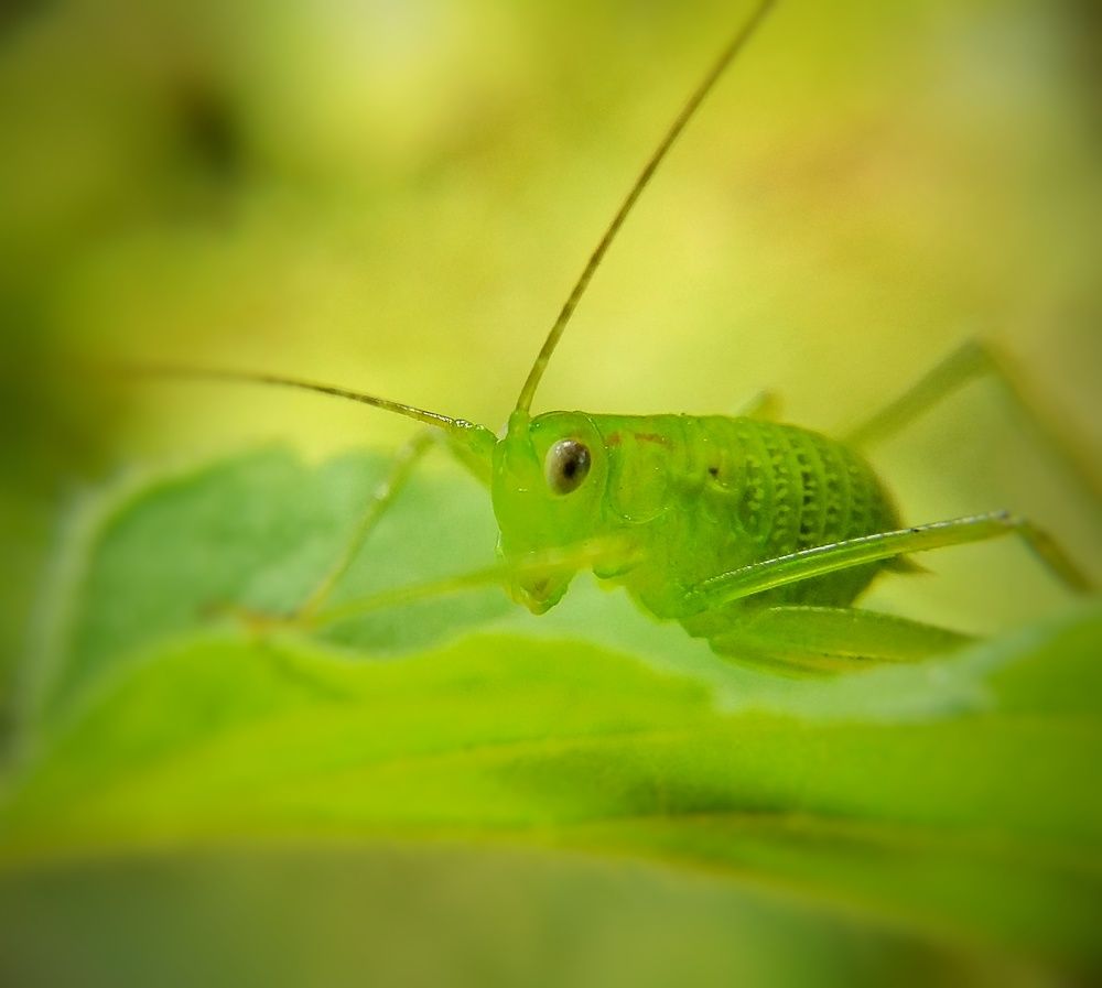 Green Bush Cricket...