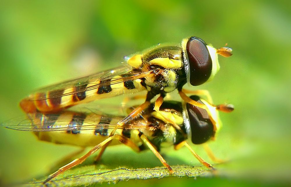 Hoverfly Matting....
