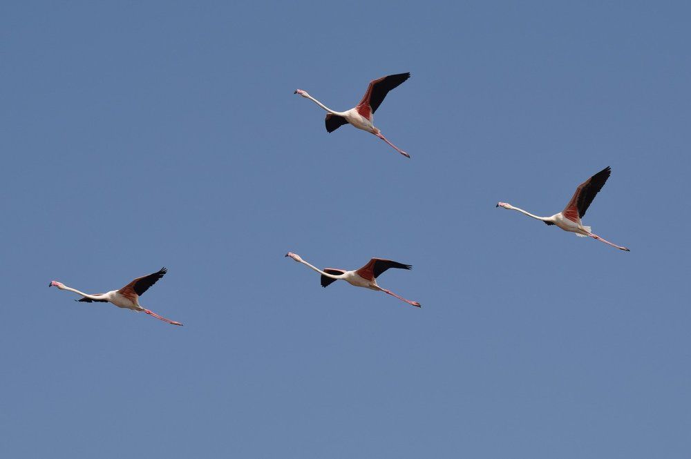 Unity ( Flying Motion )