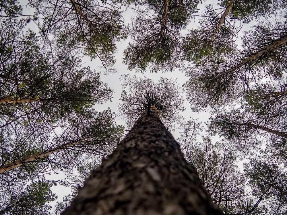 Наши пальмы