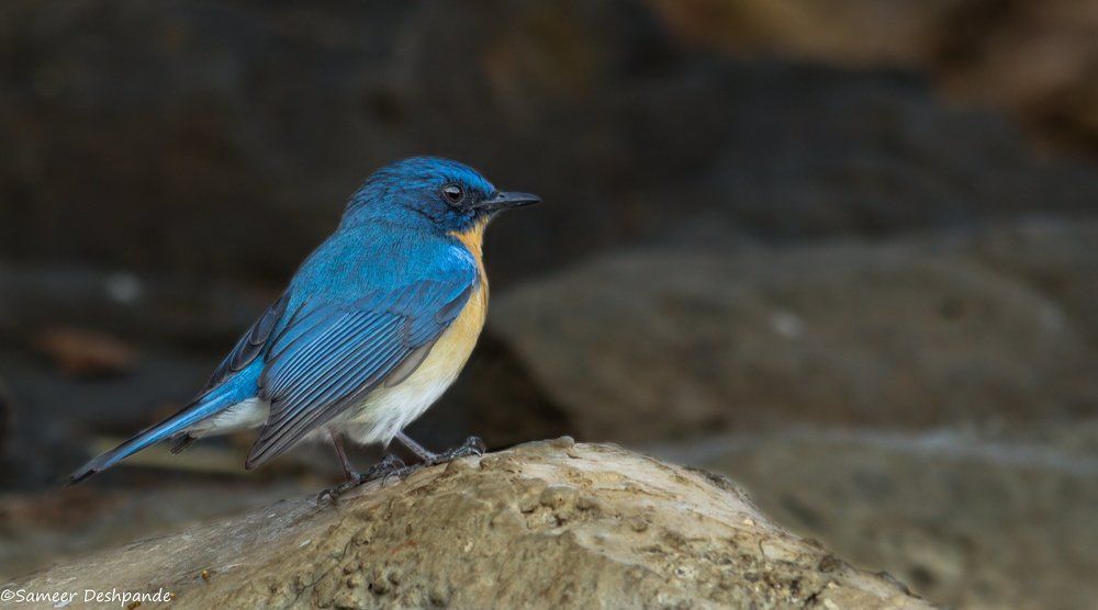 Tickell's Blue Flycatcher