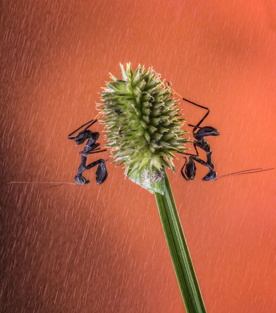 Nymphal stage of Praying Mantis