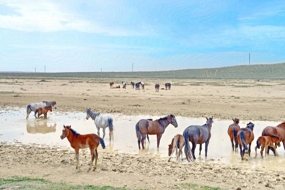 Ах вы кони, мои кони...