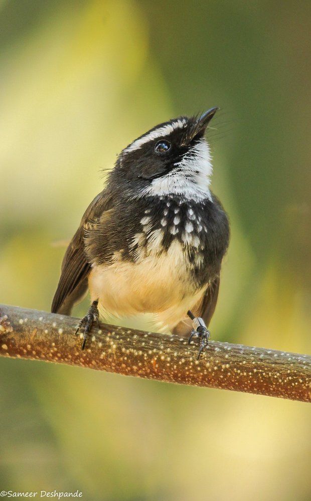 White Spotted Fantail