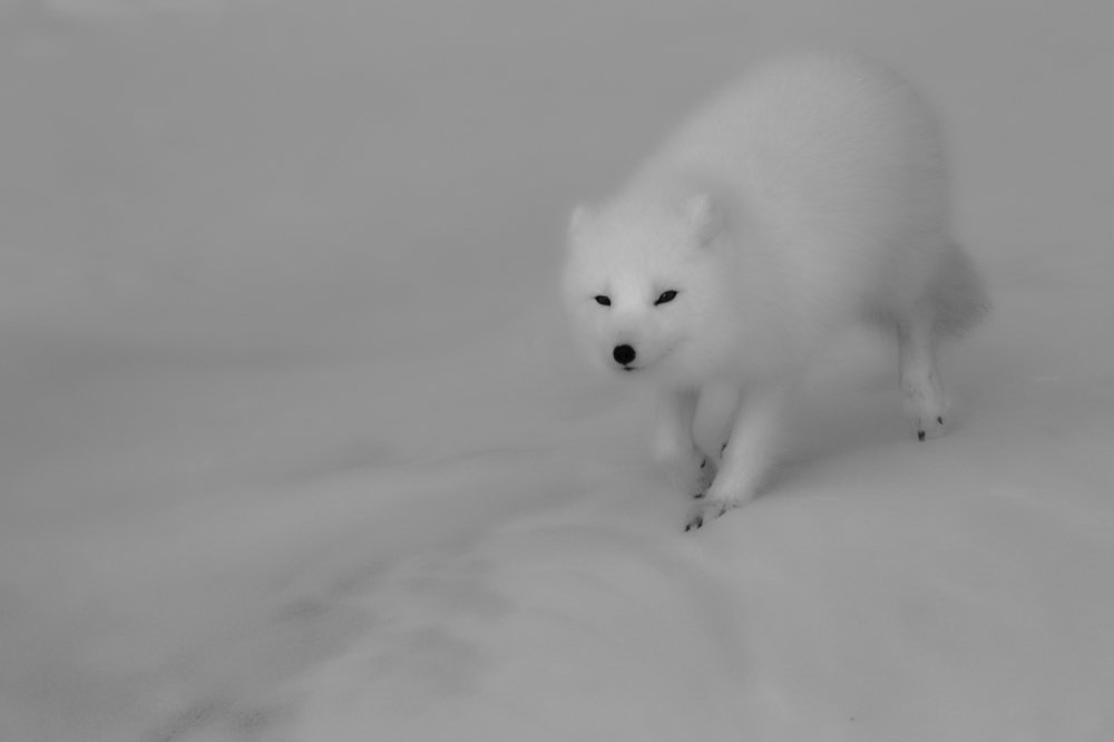 Обыкновенный песе́ц или полярная лисица