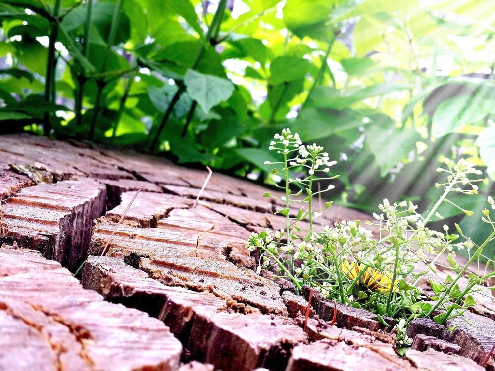 beginning of life