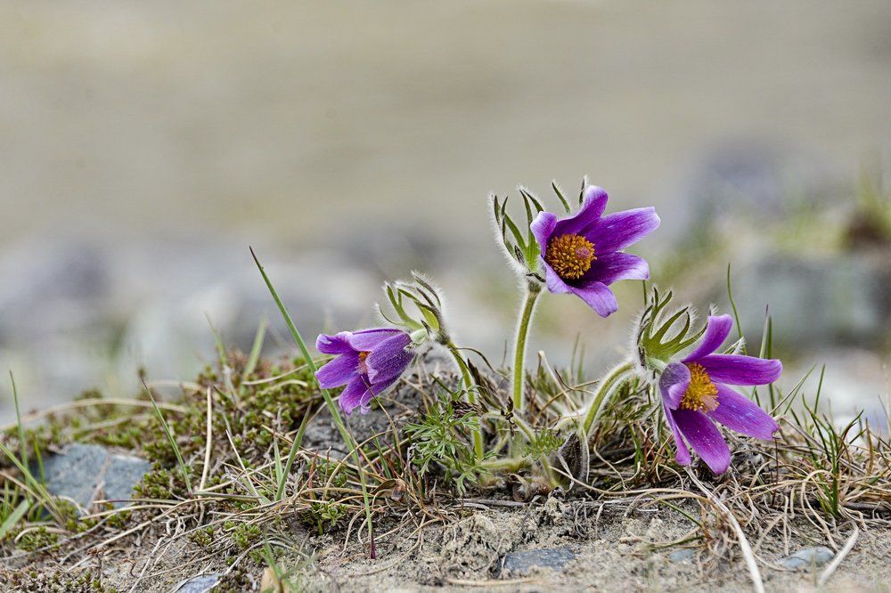 Весенние цветы