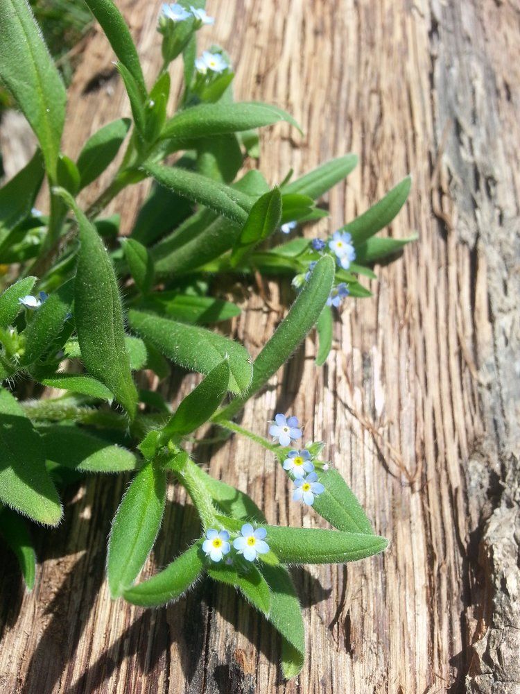 Шагаем в лето