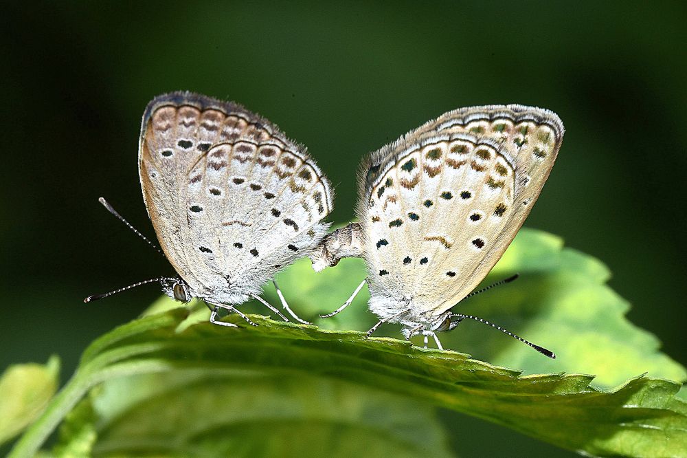 MATING