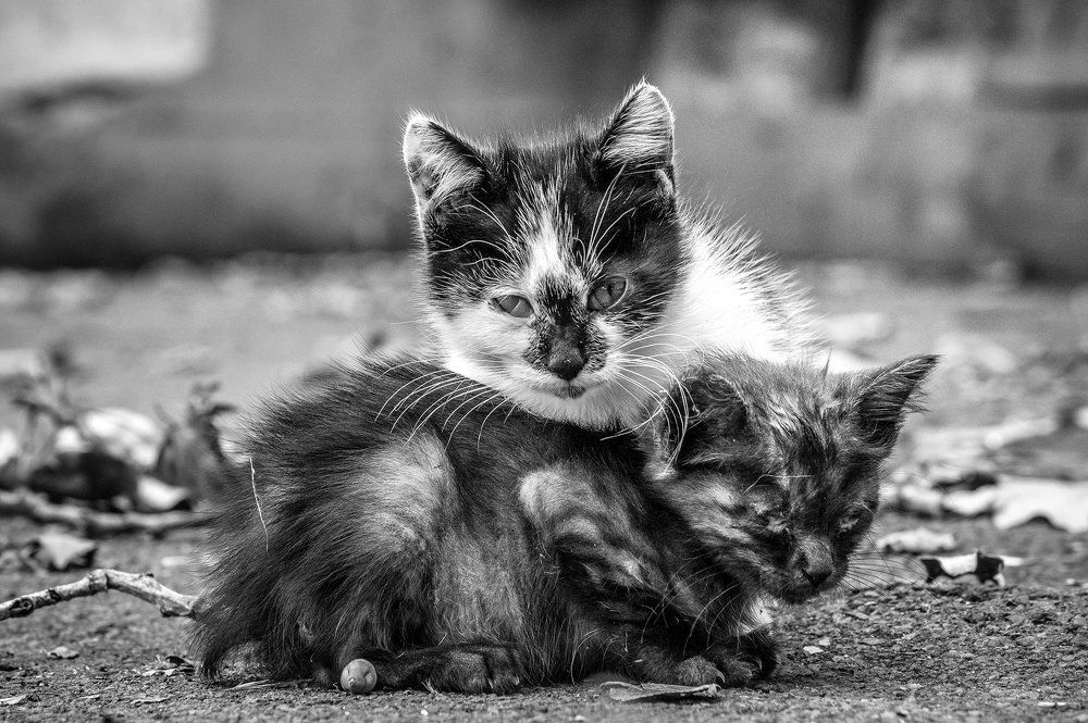 Уличная жизнь