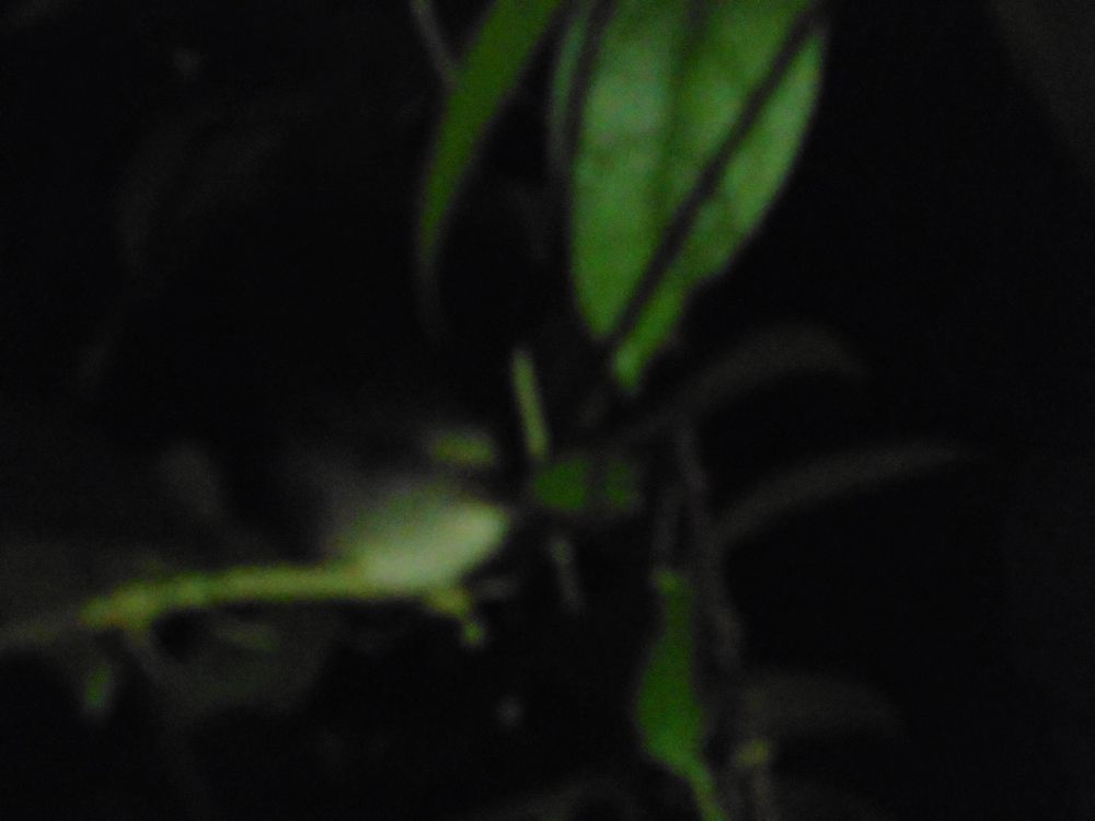 Photograph by Nayanaththara Sapugoda