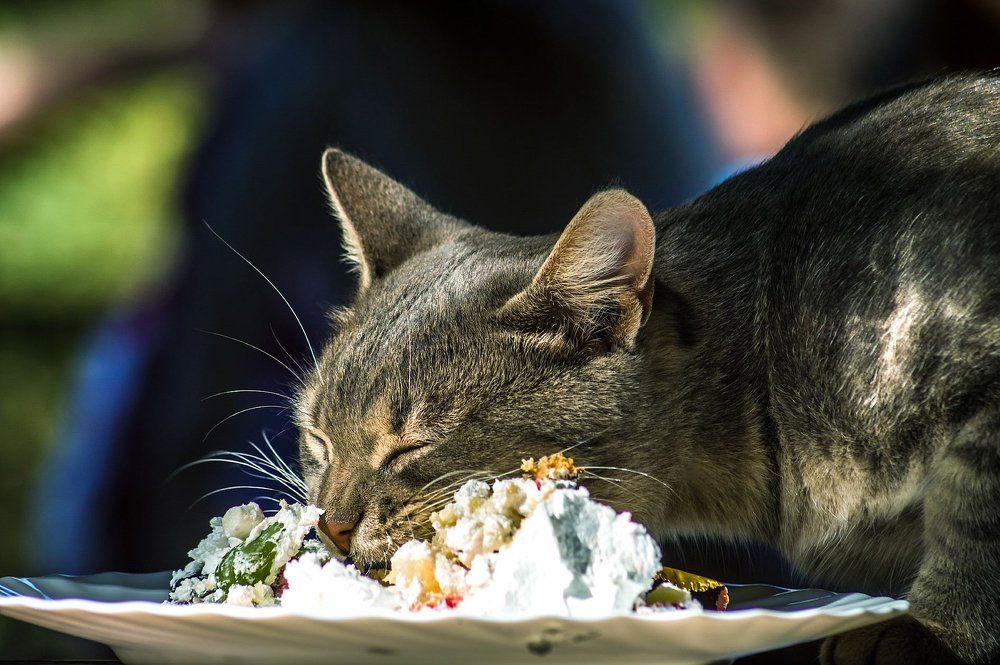 Сладкая жизнь