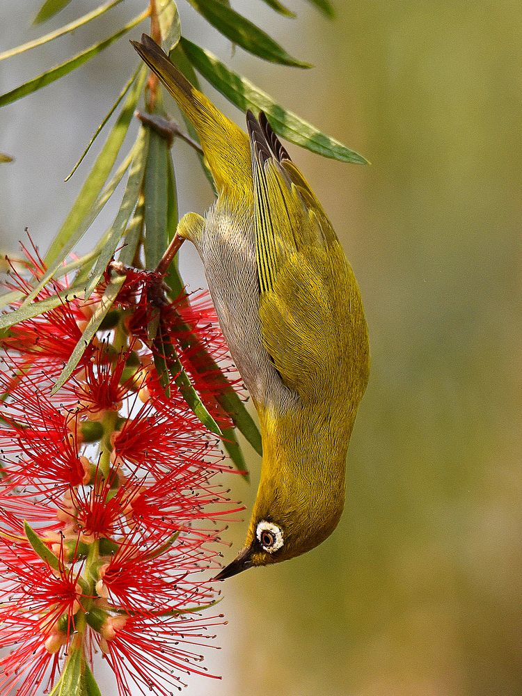 Oriental White Eye In Action