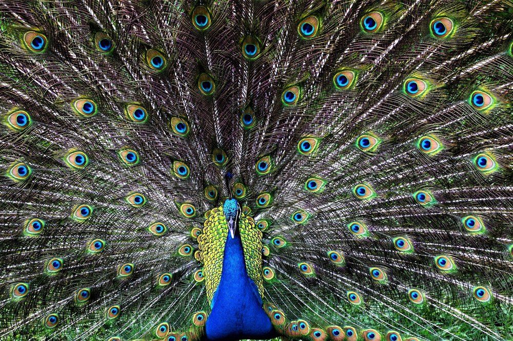 Danching Peacock