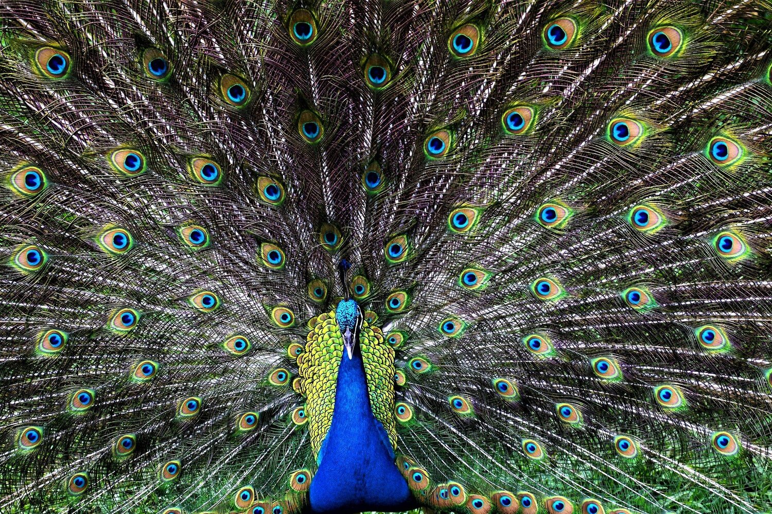 Danching Peacock