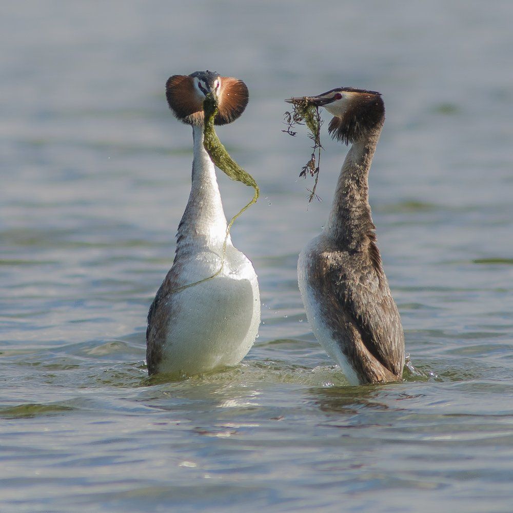 Брачные танцы