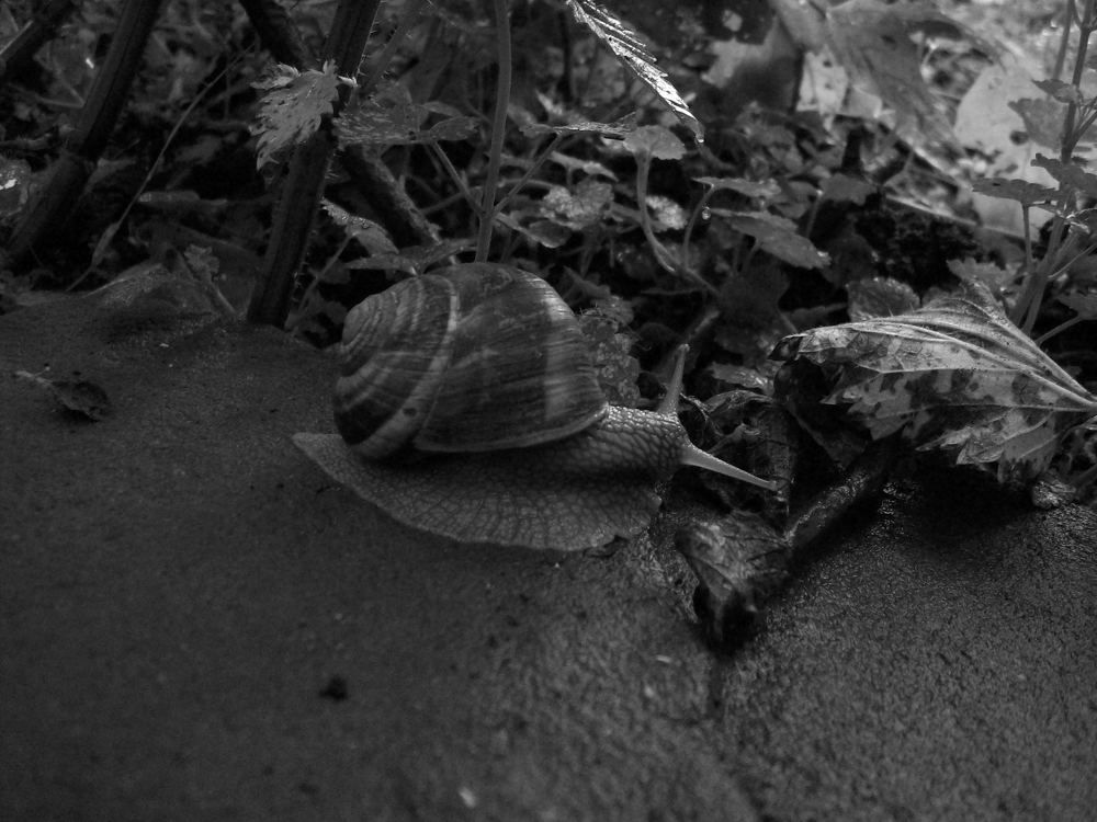 Разходка след дъжд