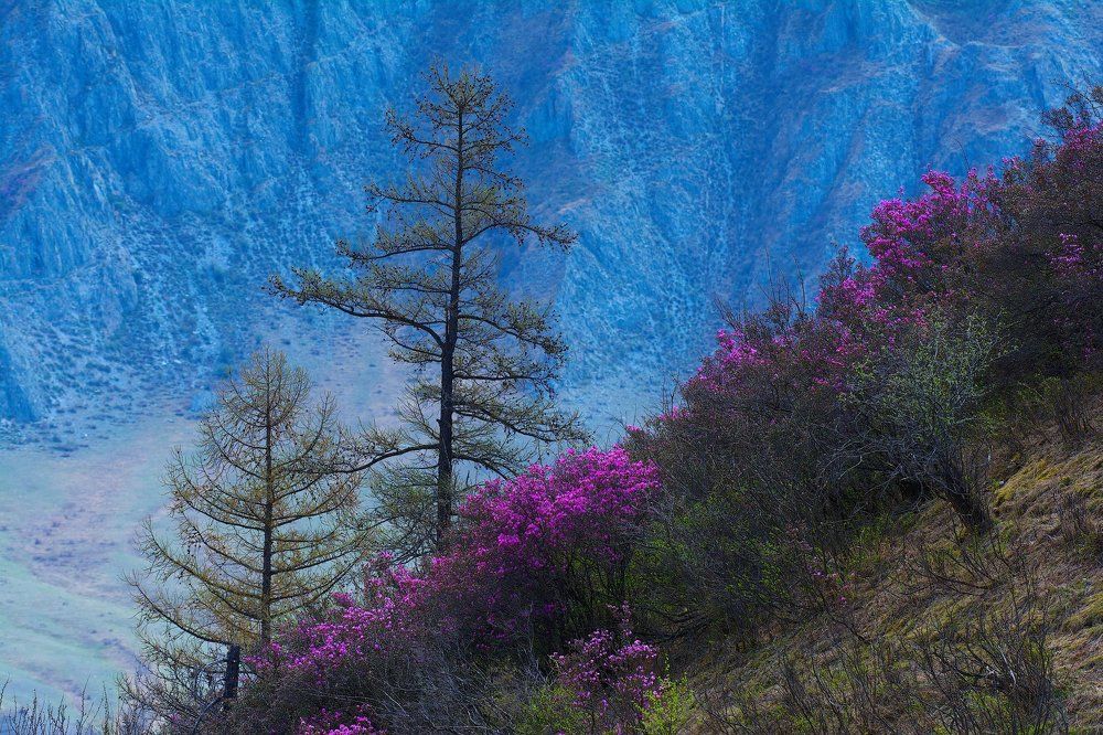 Украшение Алтая.