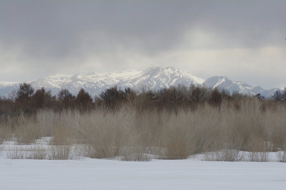 Весенний пейзаж с ивой курайской.