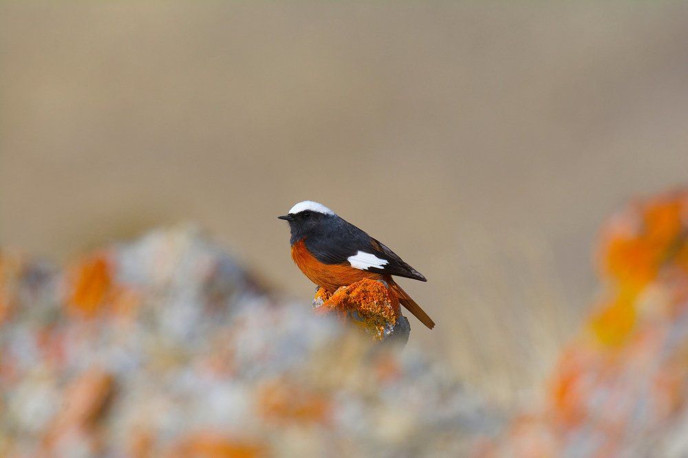 Яркая горная маскировка.