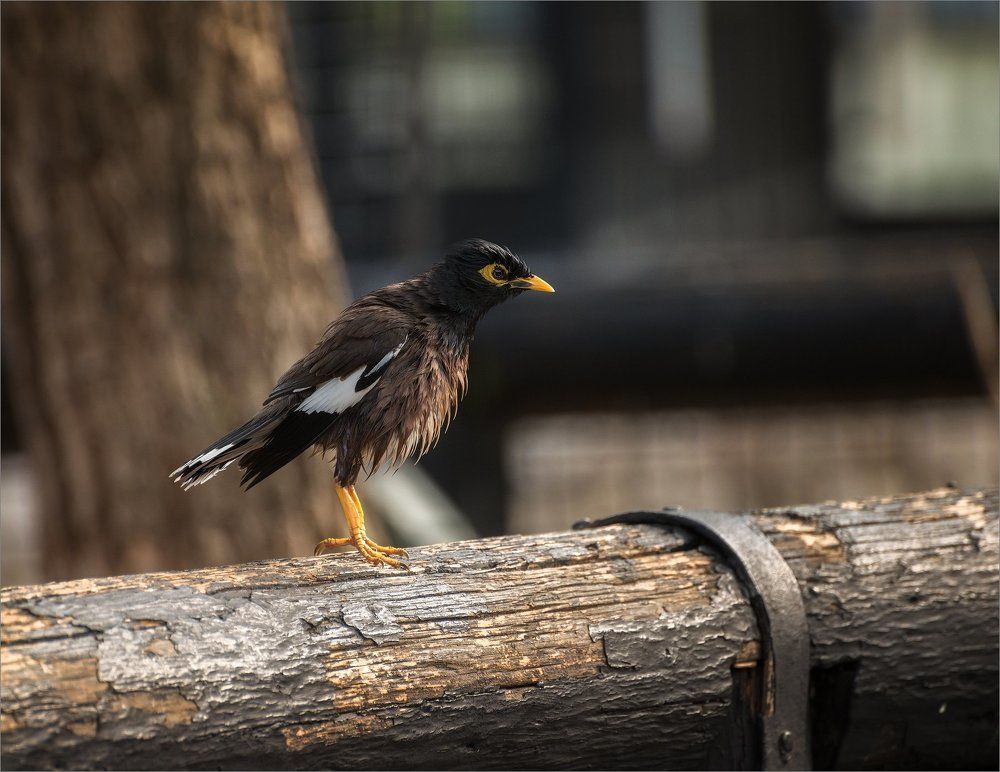 Банный день