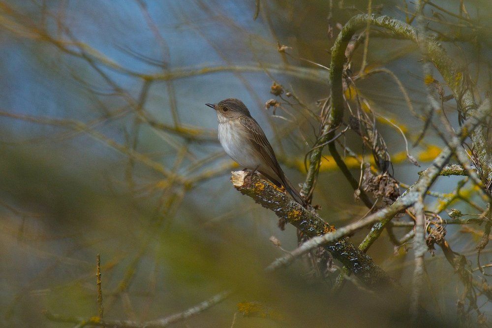 В зарослях.