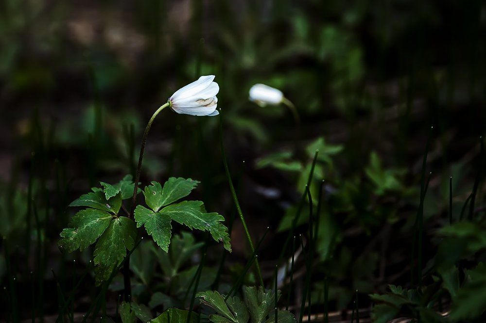 Гляжусь в тебя как в зеркало...