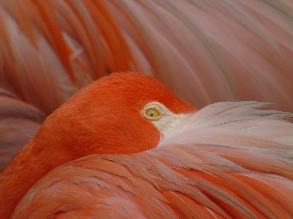 Flamingo