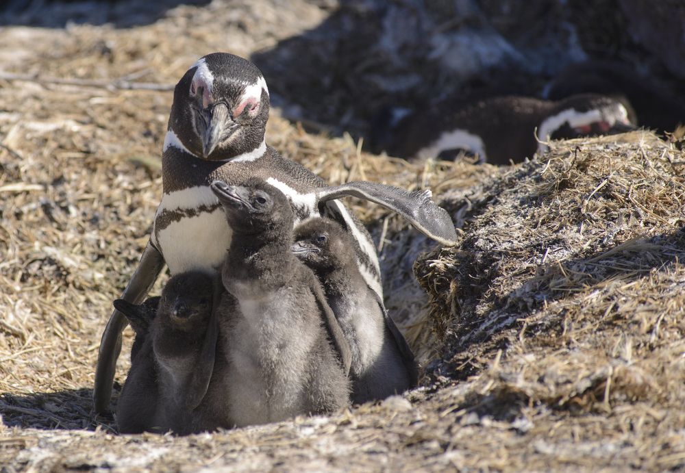 Family of Magellan Penguins