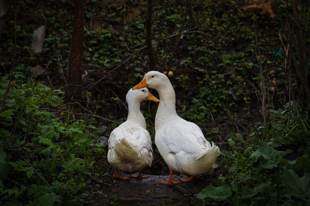 Гусь Инь-Янь