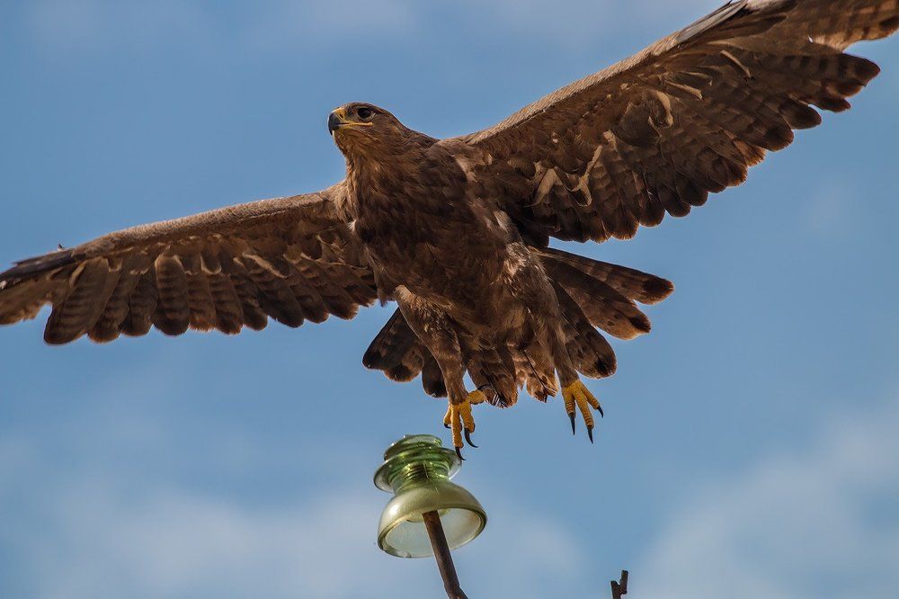 Орлиный размах