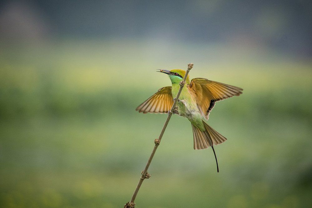 Bee eater
