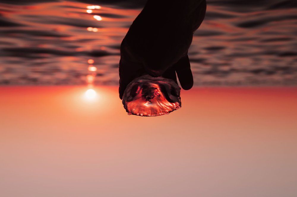 Медуза и закат