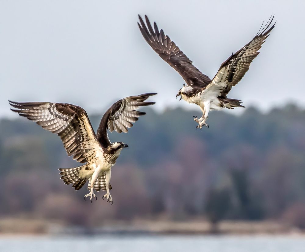Osprey Courtship