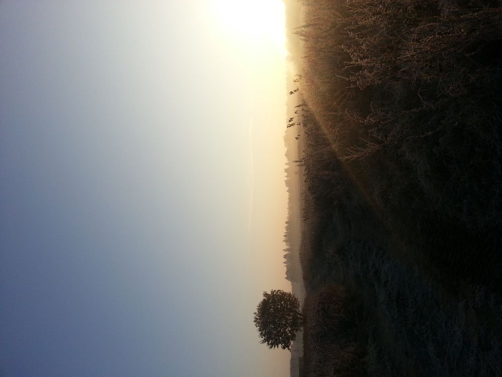 Утро в поле