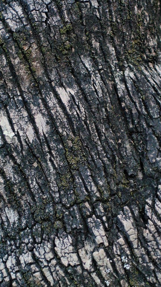 Nature Texture