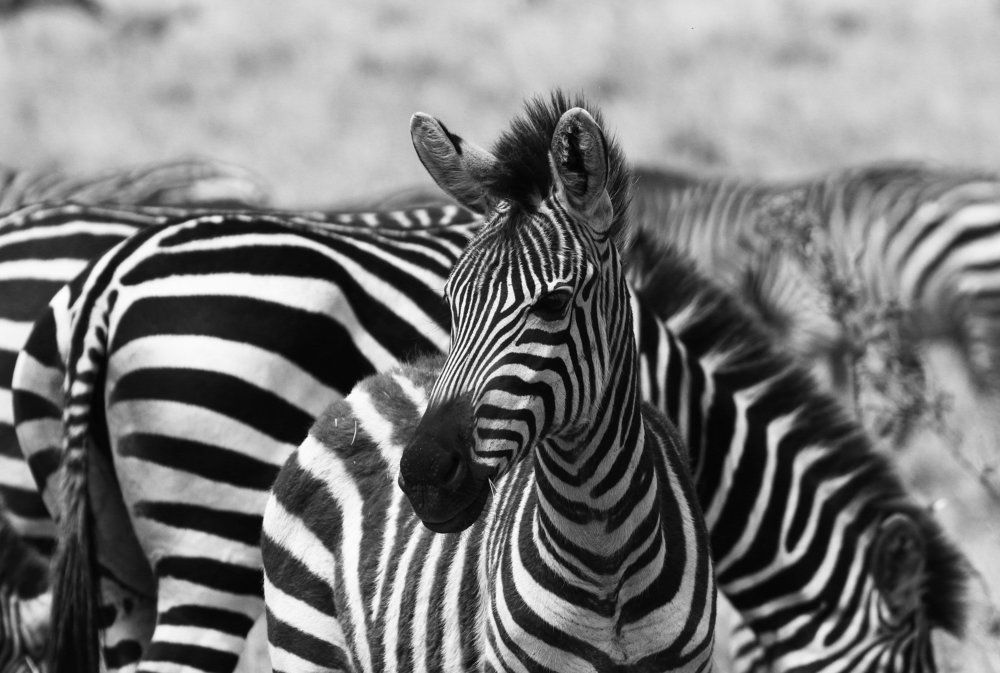 Черно-белая Африка