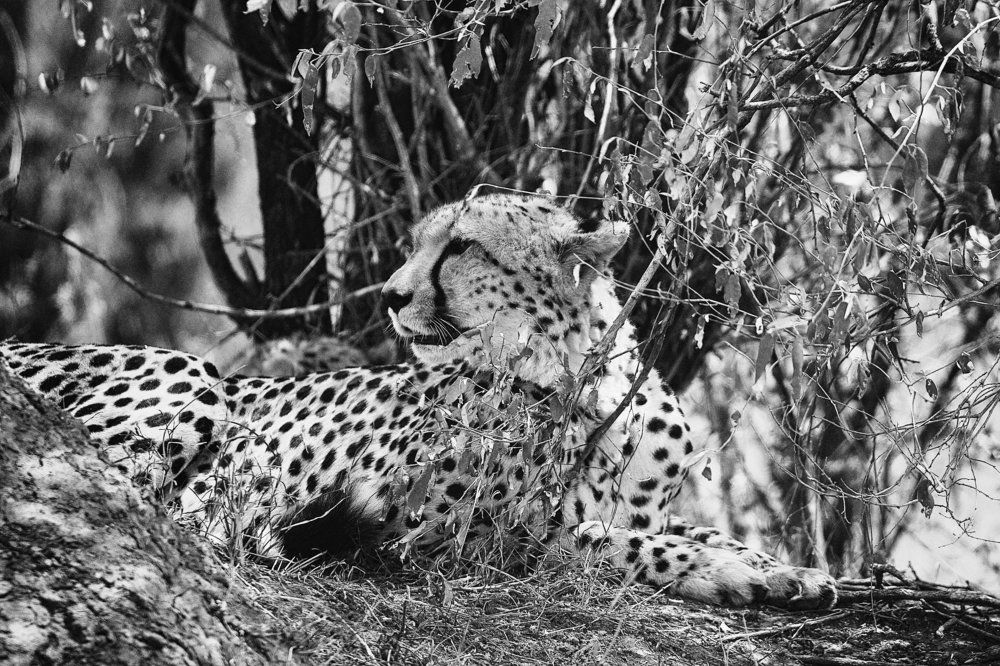 Послеобеденный отдых