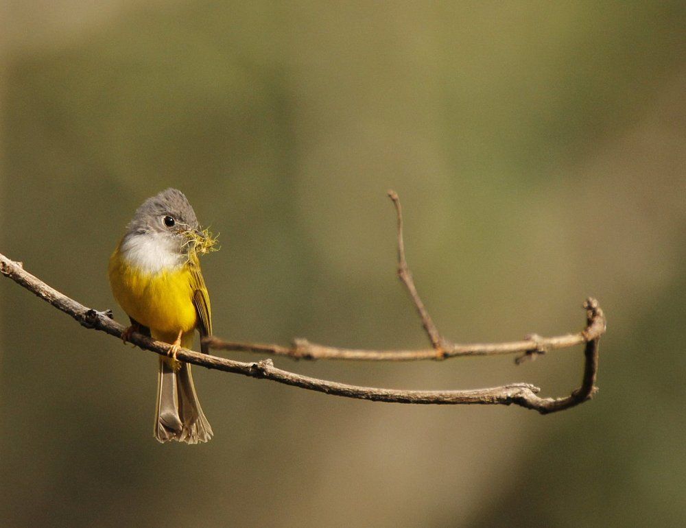 Canary flycatcher