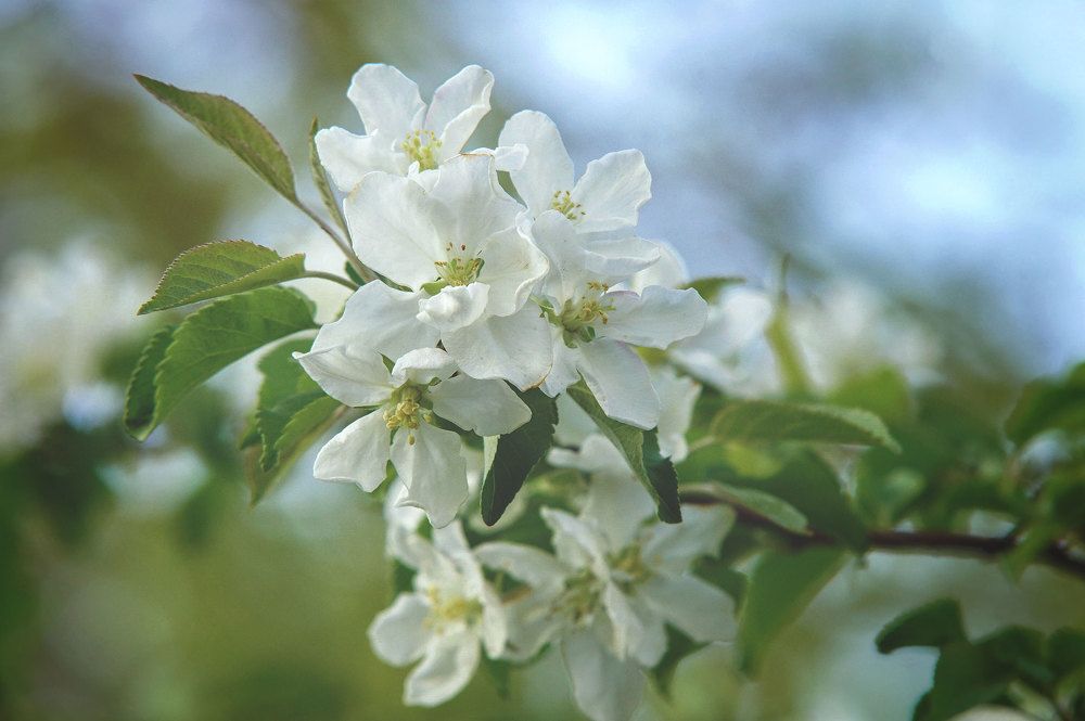 Яблоневый цвет.