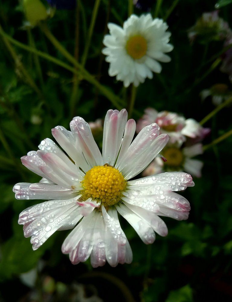 Цветы выращенные мною