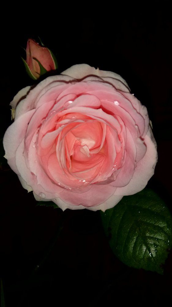 Цветы выращенные мною