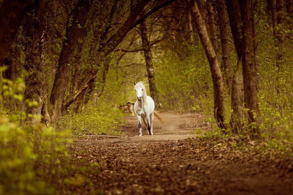 Лесной конь