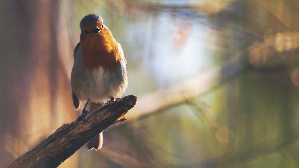 Поёт заря - "Весна пришла!".