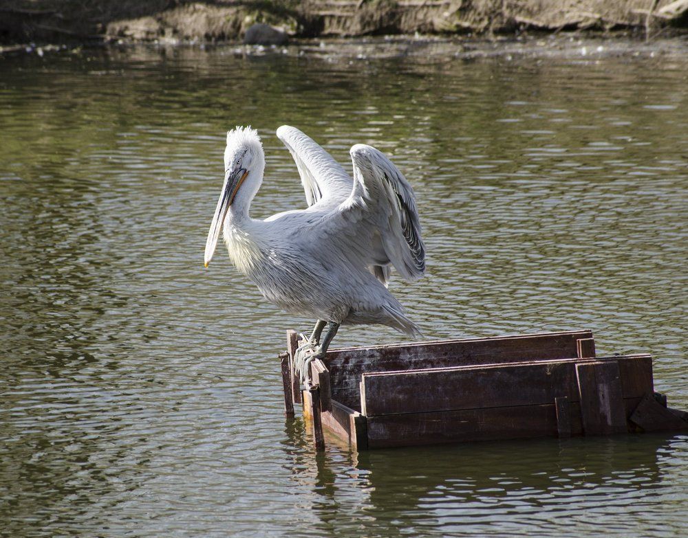 Pelican