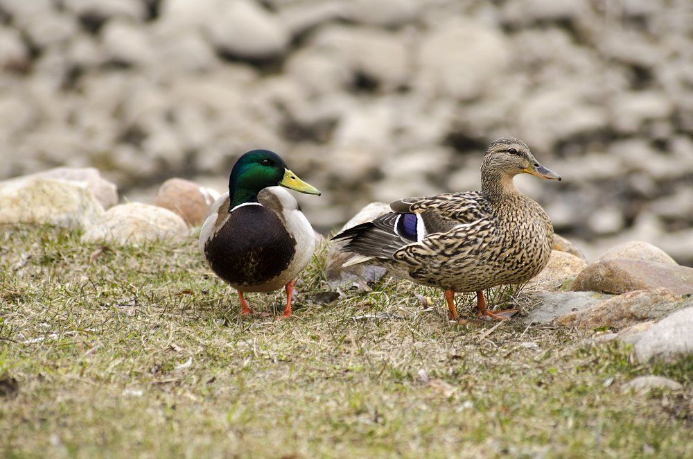A family of birds