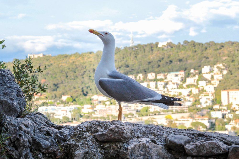 Гордая Чайка