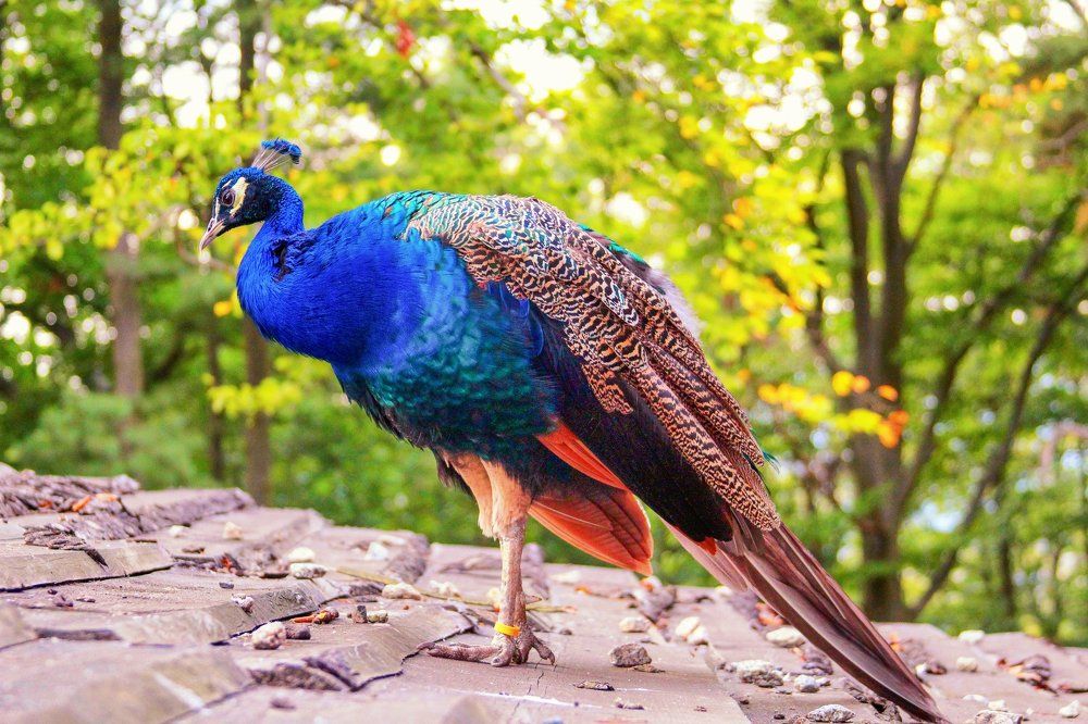 Одинокий Павлин