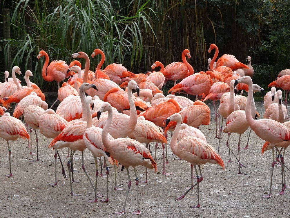 Грациозные фламинго