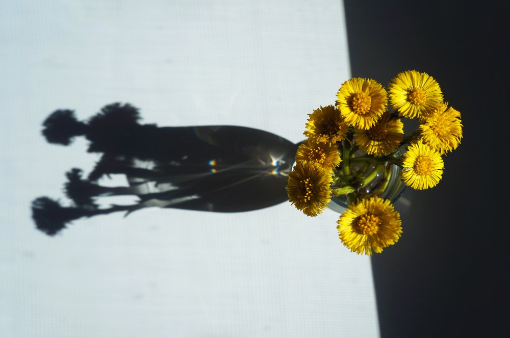 Цветы и тени